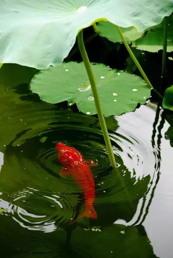 這樣的院子，只有中國人駕馭得了它！