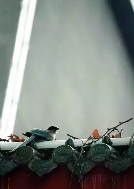 這樣的院子，只有中國人駕馭得了它！